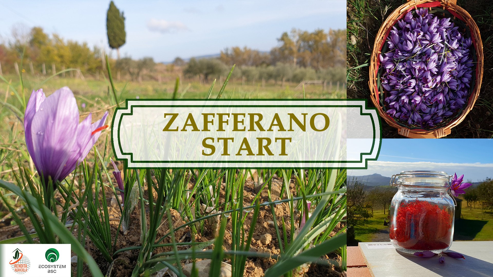 Zafferano START